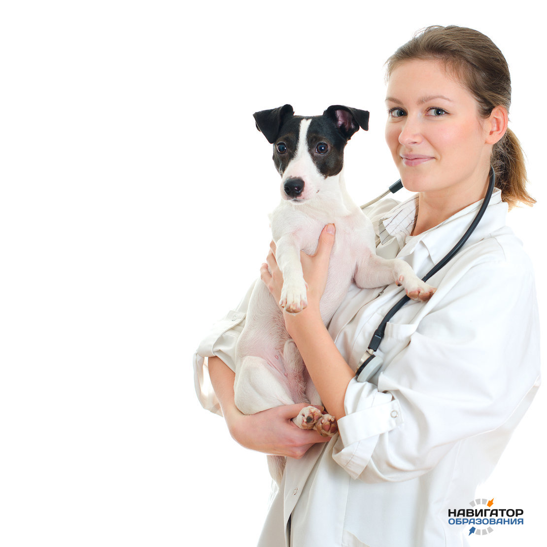 Ветеринарный врач - где учиться, зарплата, преимущества профессии –  “Навигатор Образования”